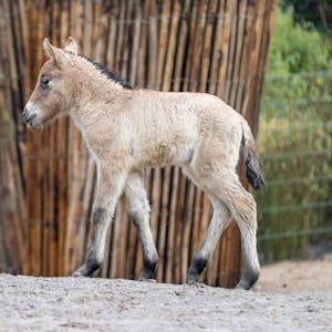 Kostbarer Anblick: Im Kölner Zoo wurde ein seltenes Przewalskipferd geboren.
