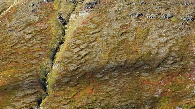 Permafrostboden in Norwegen, der mit Moosen und Flechten überwachsenen ist.