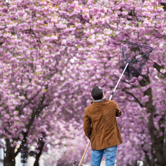 Ein Tourist versucht mit einem Kescher Kirschblüten in der Bonner Altstadt einzufangen.