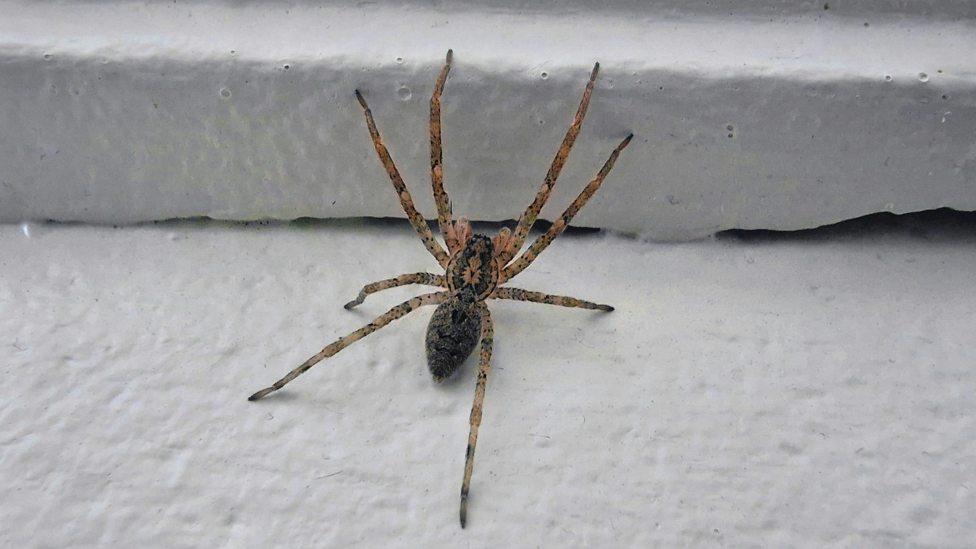 Eine Nosferatu-Spinne an einer Hauswand.