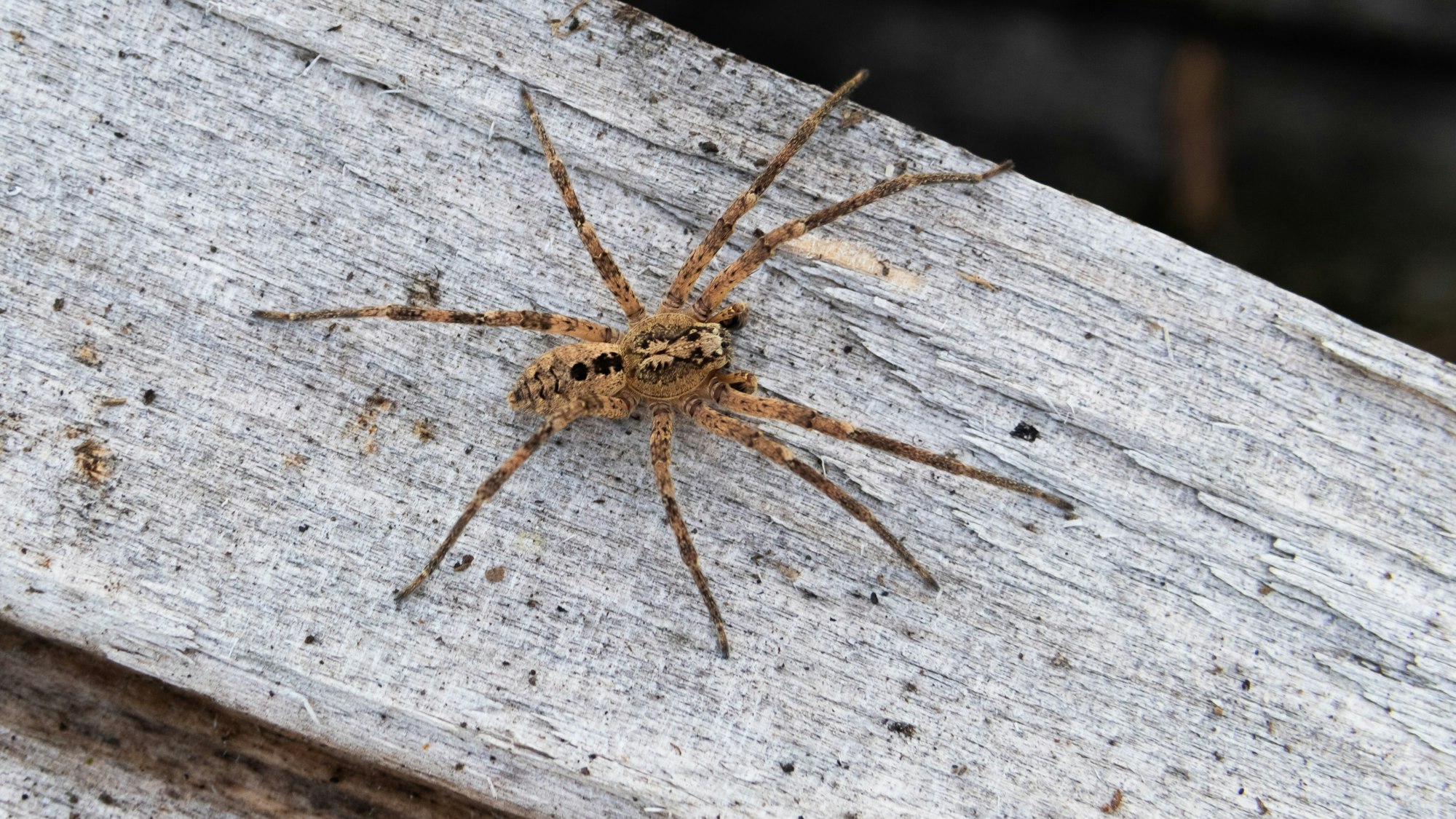 Eine Nosferatu-Spinne sitzt auf einem Holzblock. In Köln und Region wurde die invasiven Spinnen aus dem Mittelmeerraum im Sommer 2022 häufig gesichtet.