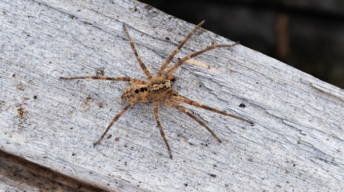 Eine Nosferatu-Spinne sitzt auf einem Holzblock. In Köln und Region wurde die invasiven Spinnen aus dem Mittelmeerraum im Sommer 2022 häufig gesichtet.