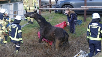 Die Feuerwehr Lohmar befreit ein Pferd aus einem Wassergraben.