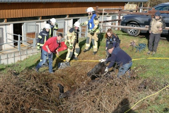 Die Feuerwehr Lohmar befreit ein Pferd aus einem Wassergraben.