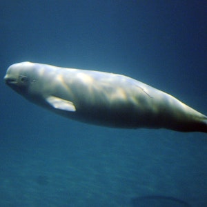 Das Symbolfoto aus dem Jahr 2010 zeigt einen Belugawal im Ozean.