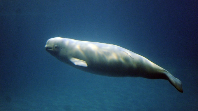 Das Symbolfoto aus dem Jahr 2010 zeigt einen Belugawal im Ozean.