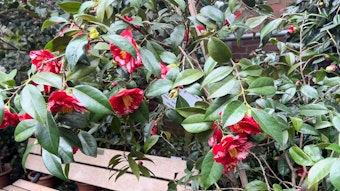 Rote Blumen an einem Strauch