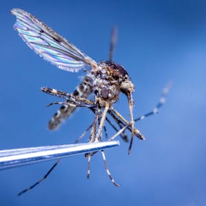Mit einer Pinzette wird eine Große Ringelmücke für eine Untersuchung im Labor für Stechmücken-Monitoring am Friedrich-Loeffler-Institut (FLI) auf der Insel Riems unter einem Mikroskop gehalten.&nbsp;