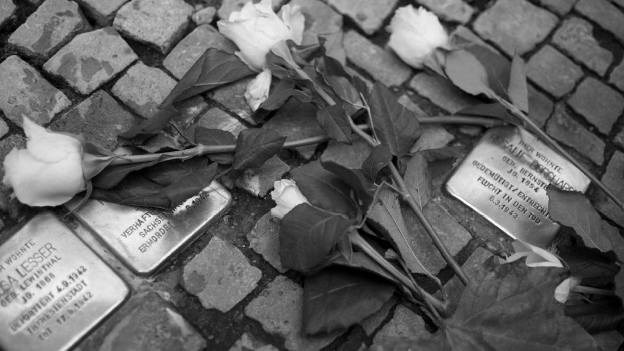 Weiße Rosen auf Stolpersteinen.