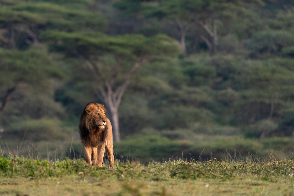 Der König der Löwen: „Schönster“ Löwe der Serengeti getötet - Rundschau  Online