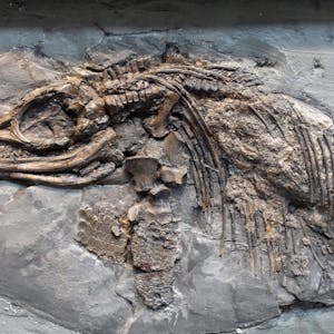 Das Fossil eines Ichthyosaurus in einem Felsmassiv. Die Meeresechse könnte deutlich älter sein, als bisher angenommen.