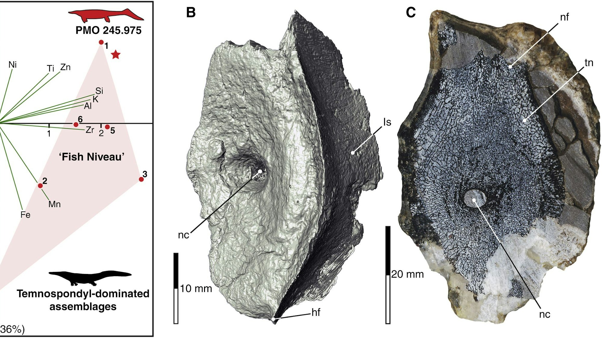 Aufnahmen der im norwegischen Spitzbergen gefundenen Ichthyosaurier-Fossilien, bereitgestellt von der Universität in Uppsala.