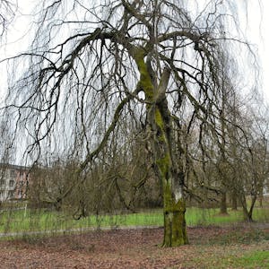 Ein Baum im Königsbornpark in Waldbröl