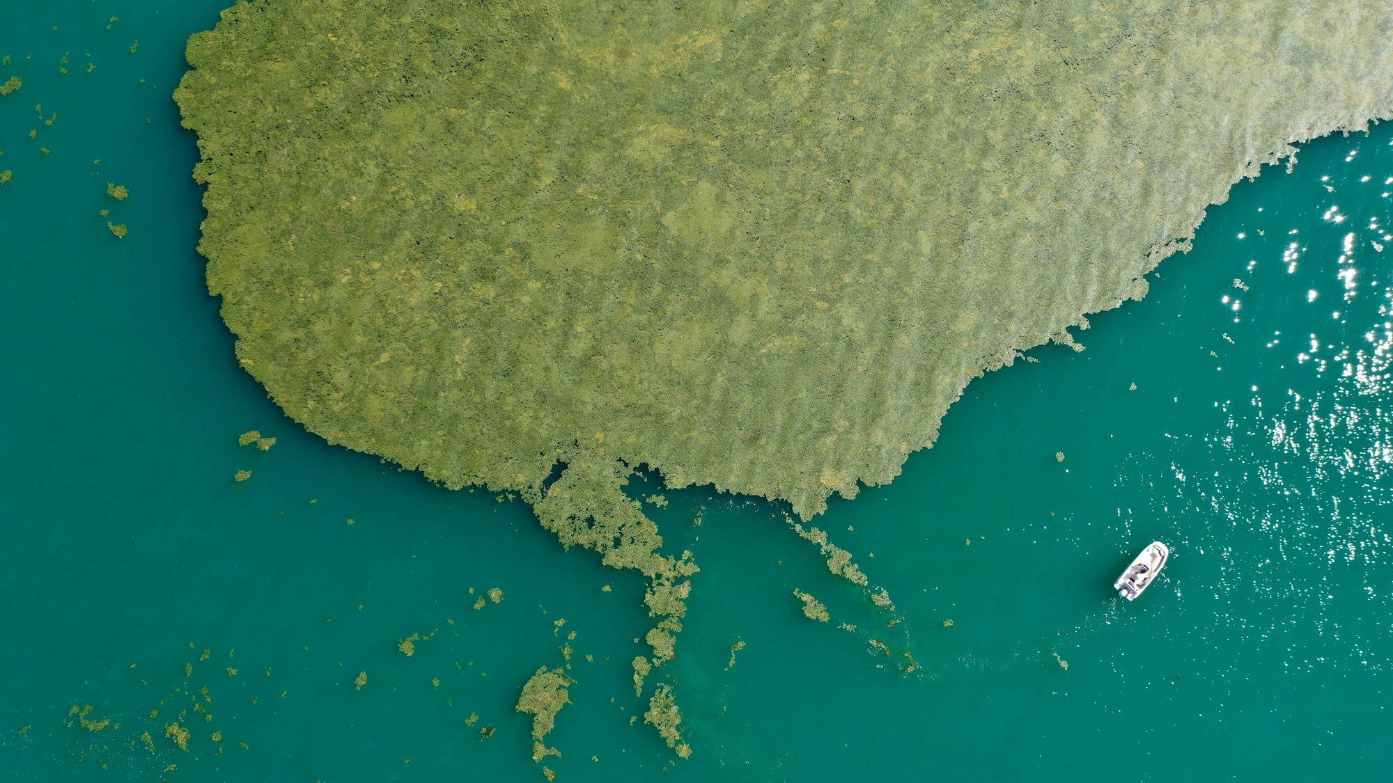Ein großer Teppich voller Algen schwimmt auf dem Meer. Eine kleine Yacht ist ebenfalls zu sehen.