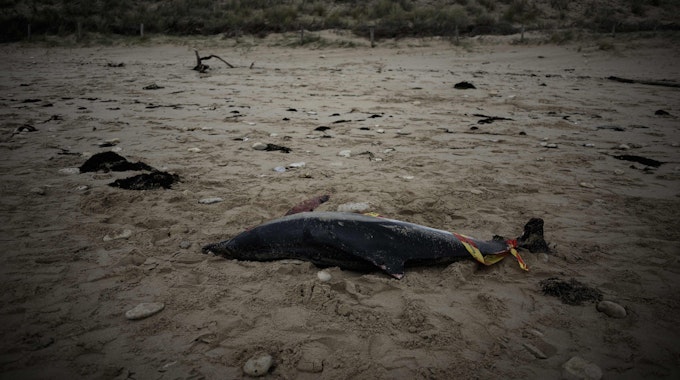 Ein toter Delfin liegt am 13. März am Strand von Le Bois-Plage-en-Re im Südwesten Frankreichs: In der Urlaubsregion sterben jedes Jahr Hunderte Delfine.