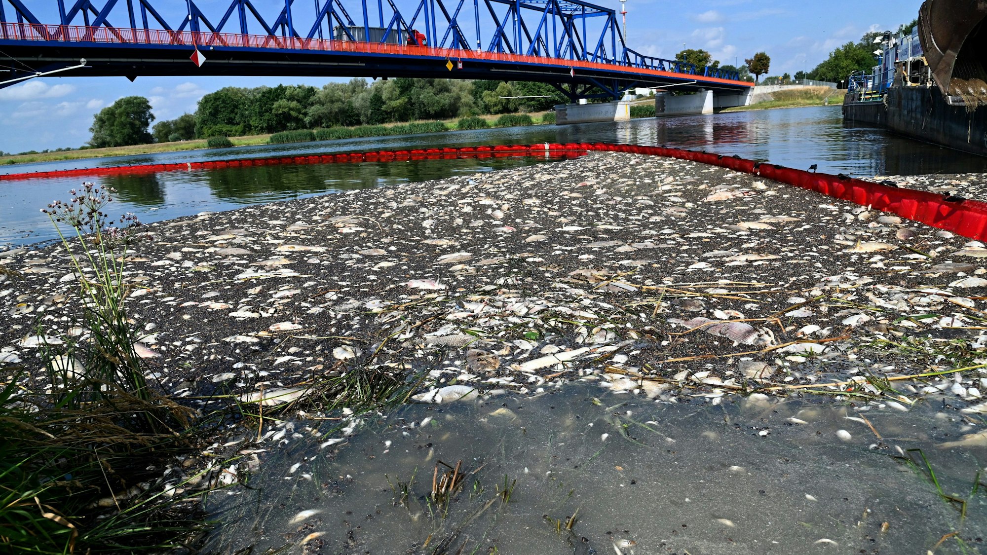 Die Oder im polnischen Krajnik Dolny am 15. August 2022: Tote Fische schwimmen an der Wasseroberfläche des deutsch-polnischen Grenzflusses.