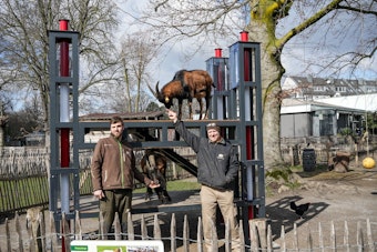 Tierpfleger Steffen Schröder (l.) und Zoo-Schreiner Carsten Reichart mit Hennes IX. und Mätes vor dem Nachbau des Rheinenergiestadions.