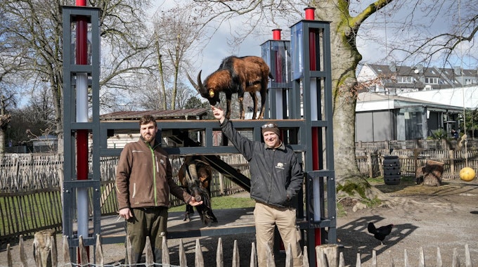 Tierpfleger Steffen Schröder (l.) und Zoo-Schreiner Carsten Reichart mit Hennes IX. und Mätes vor dem Nachbau des Rheinenergiestadions.