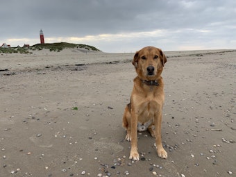 Der Strand im Norden von Texel ist ein Hundeparadies.