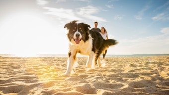 Ein Hund läuft über den Strand, im Hintergrund sieht man ein Pärchen.