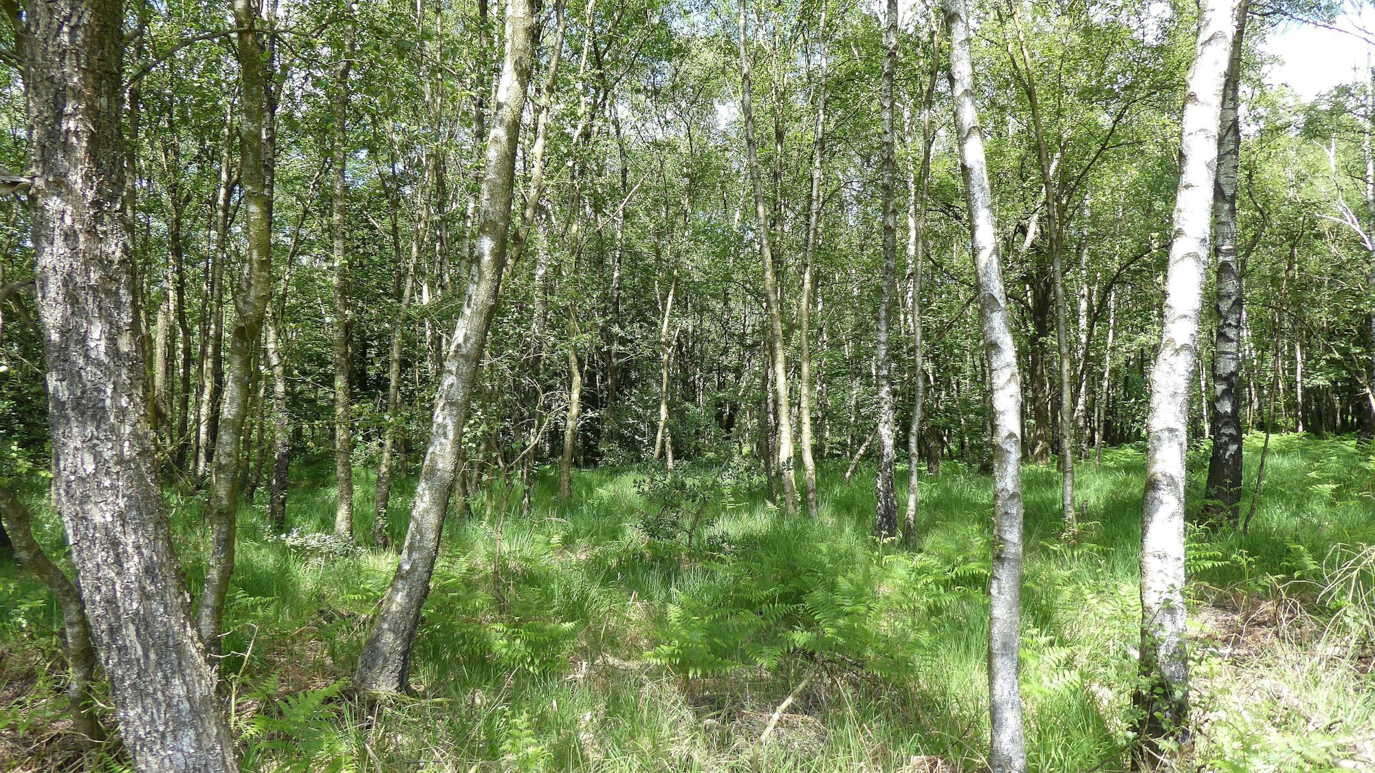 Moorbirken stehen in einem Wäldchen zwischen Gras.