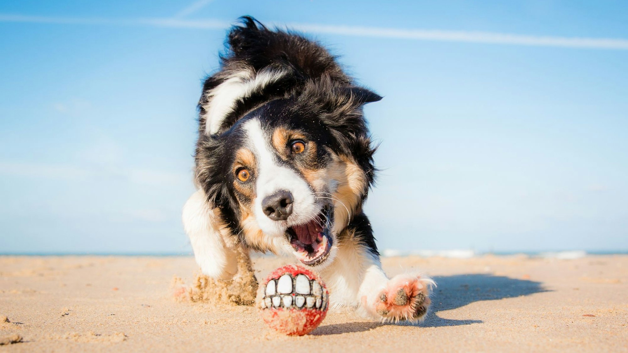Ein Hund jagt am Strand einem Ball hinterher.