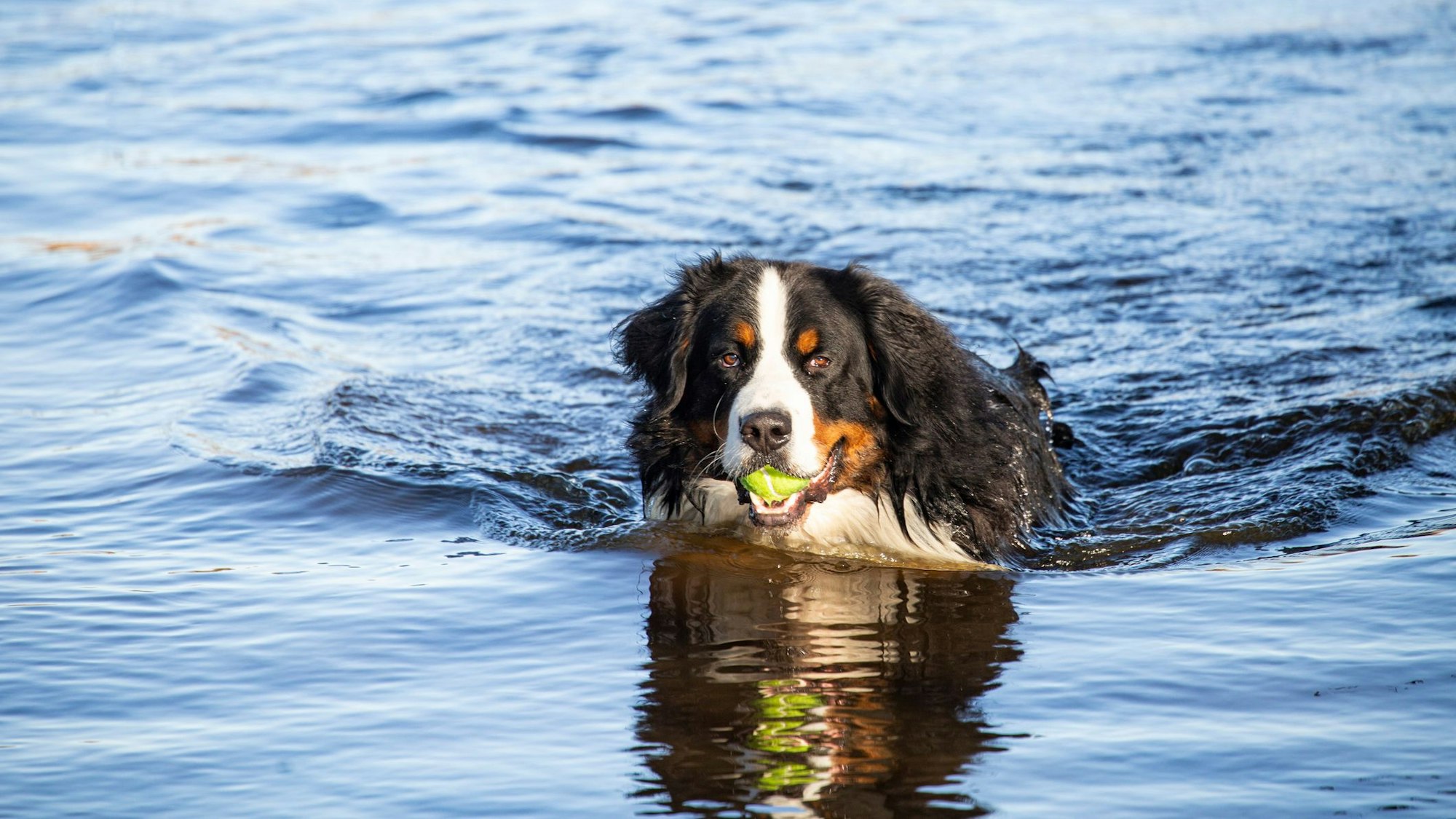 Ein Berner-Sennenhund schwimmt mit einem Ball im Mund in der Nordsee.