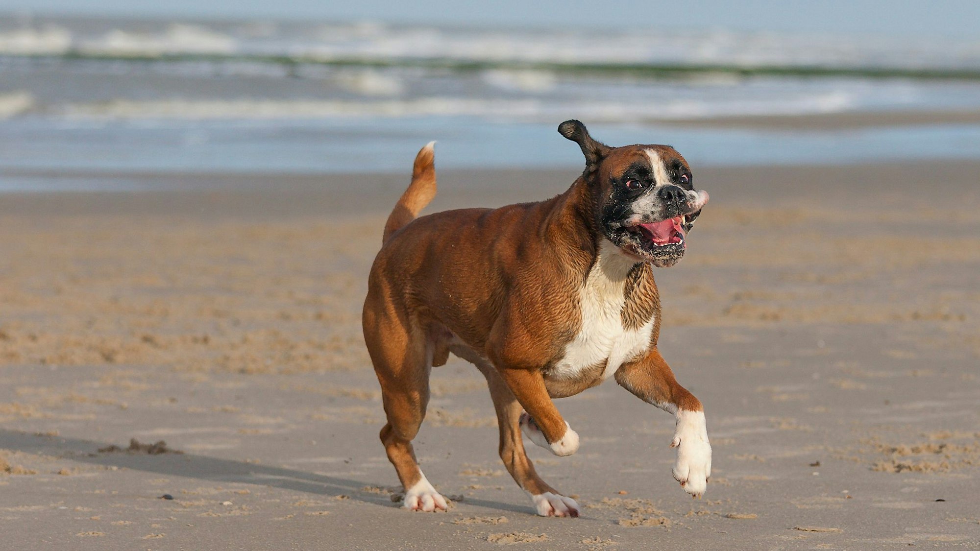 Ein Boxer rennt glücklich über den Strand.