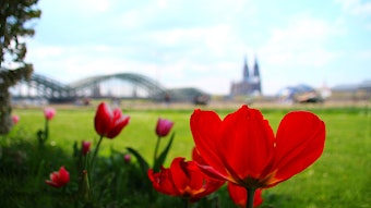 Rote Tulpen mit Dom und Hohenzollernbrücke im Hintergrund