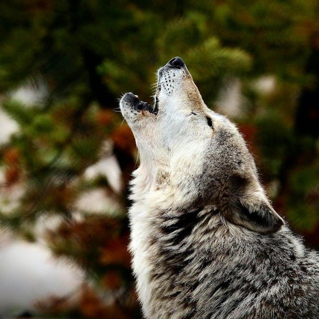 Ein heulender Wolf ist zu sehen, hinter ihm Nadelwald.