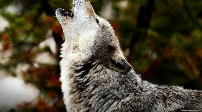 Ein heulender Wolf ist zu sehen, hinter ihm Nadelwald.
