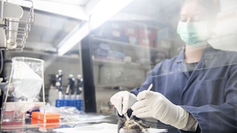 Eine Wissenschaftlerin entnimmt im virologischen Institut der Universität Zürich einer Fledermaus Proben, um sie auf Viren zu untersuchen. In Thailand wurde nun ein neues Coronavirus in Fledermäusen gefunden. (Archivbild)