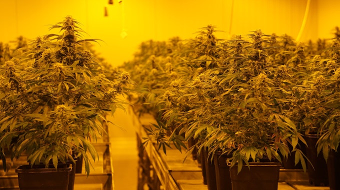 THC haltige Cannabis-Pflanzen stehen in einer legalen Zuchtanlage in der Schweiz.