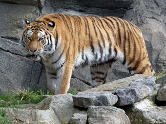 Das sibirische Tigerweibchen Akina geht durch ihr Gehege im Kölner Zoo