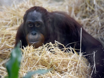 Der Borneo-Orang-Utan Mann "Budi" sucht am 26.11.2015 im Zoo in Köln (Nordrhein-Westfalen) in seinem Gehege nach Futter.