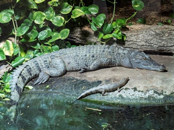Ein weibliches Philippinen-Krokodil mit Nachwuchs von den Philippinen.