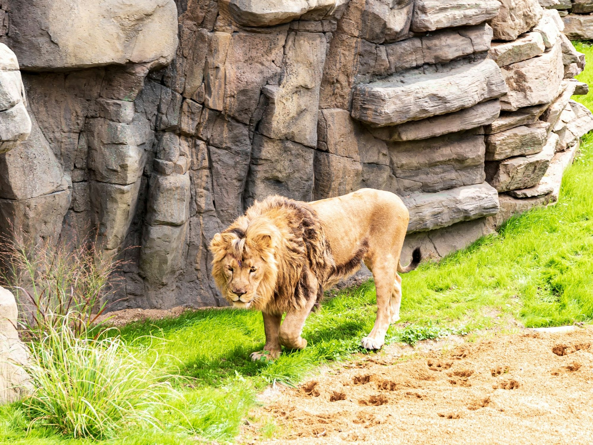 Ein Löwe im Löwe-Gehege des Kölner Zoos