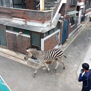 Hier zu sehen, das Zebra „Sero“ aus dem Zoo in Seoul während seines Spaziergangs durch ein Wohnviertel.
