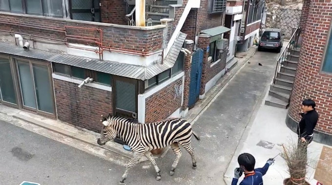 Hier zu sehen, das Zebra „Sero“ aus dem Zoo in Seoul während seines Spaziergangs durch ein Wohnviertel.