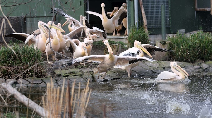Es sind Pelikane zu sehen, die aus dem Gehege kommen.&nbsp;