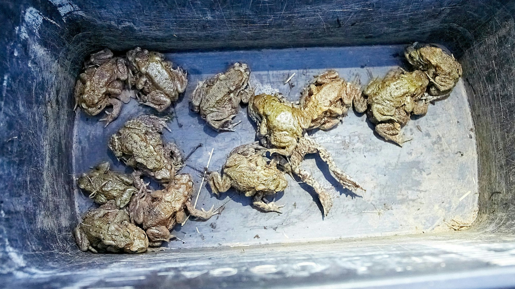 Zahlreiche Kröten wurden in einem Eimer gesammelt, um sie über die Straße zu tragen.