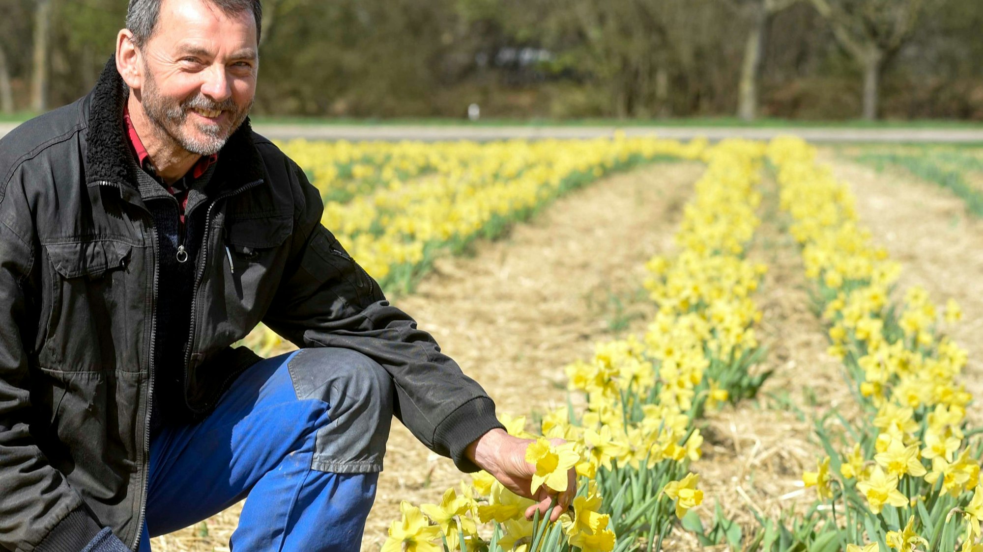 Das Bild zeigt Norbert Louven von Gut Clarenhof auf einem Feld mit Osterglocken.