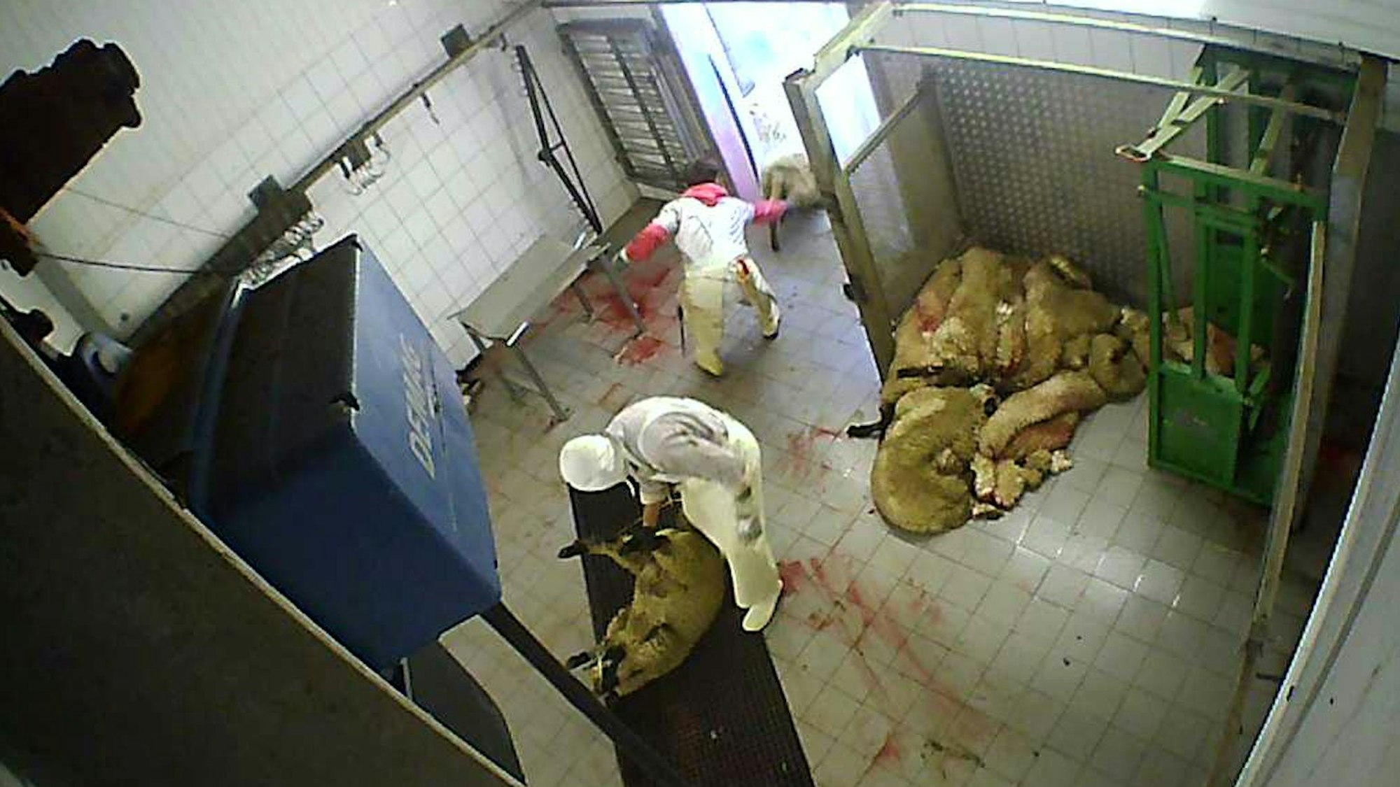 Geschlachtete Tiere liegen im Hürther Schlachthof auf dem Boden. Ein Mitarbeiter zieht ein Schaf ins Gebäude.