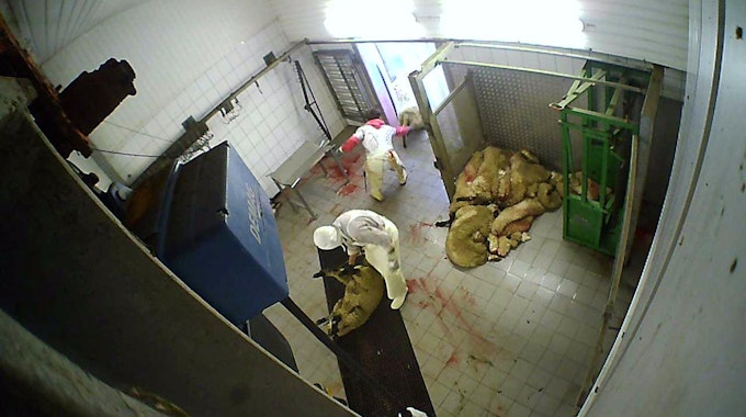 Geschlachtete Tiere liegen im Hürther Schlachthof auf dem Boden. Ein Mitarbeiter zieht ein Schaf ins Gebäude.