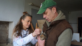 Annette und Andreas Goldau behandeln einen Waldkauz, der eine Augenverletzung hat