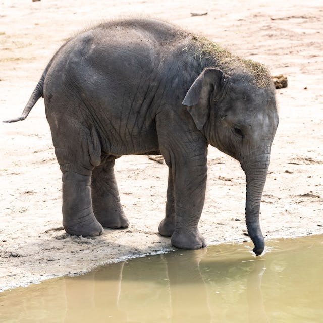 kleiner Elefant trinkt aus einer Pfütze