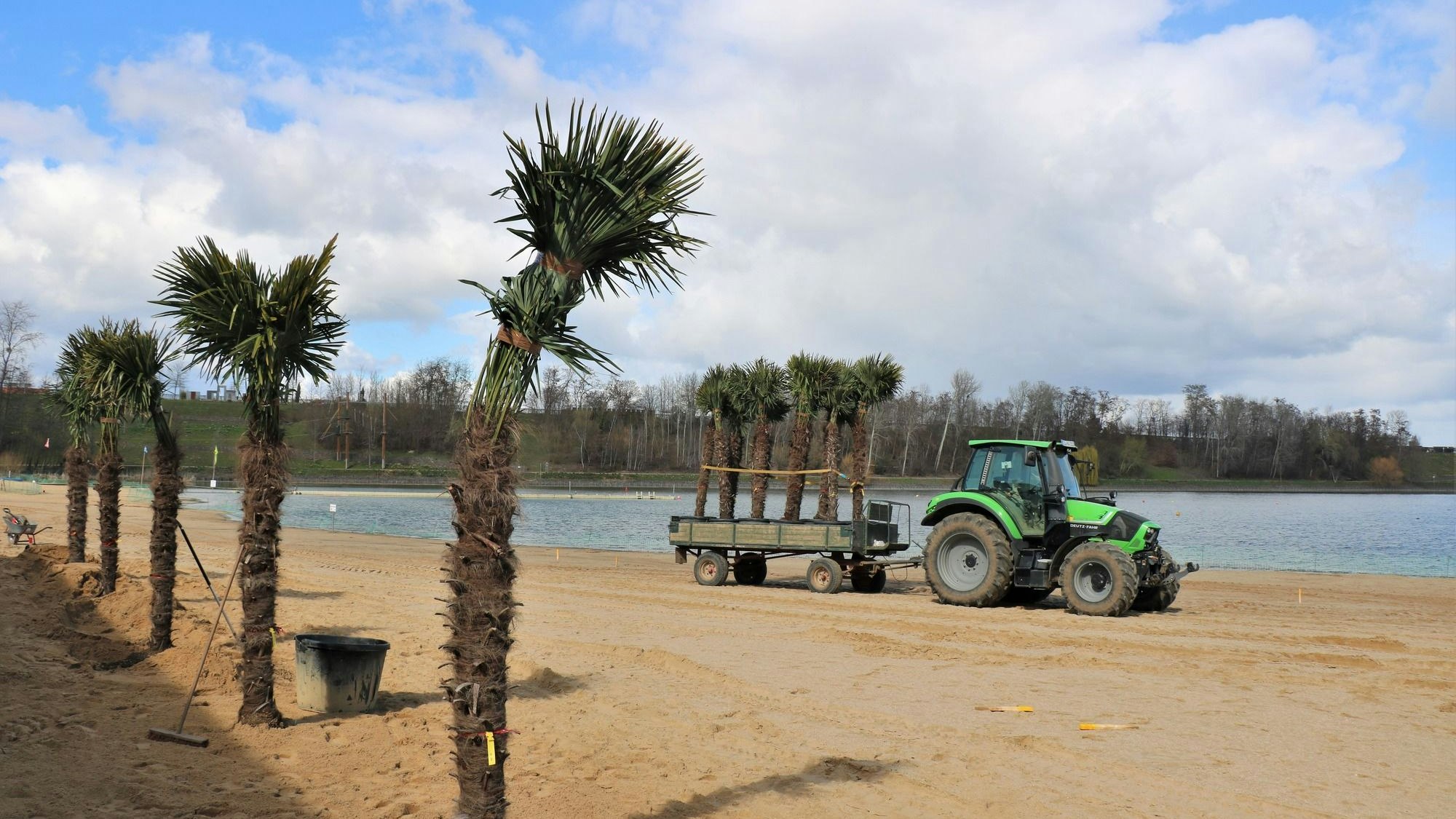 Eine Reihe von Palmen steht schon am sandigen Ufer des Zülpicher Sees. Ein Traktor mit einem Anhänger voller weiterer Palmen fährt vorbei.