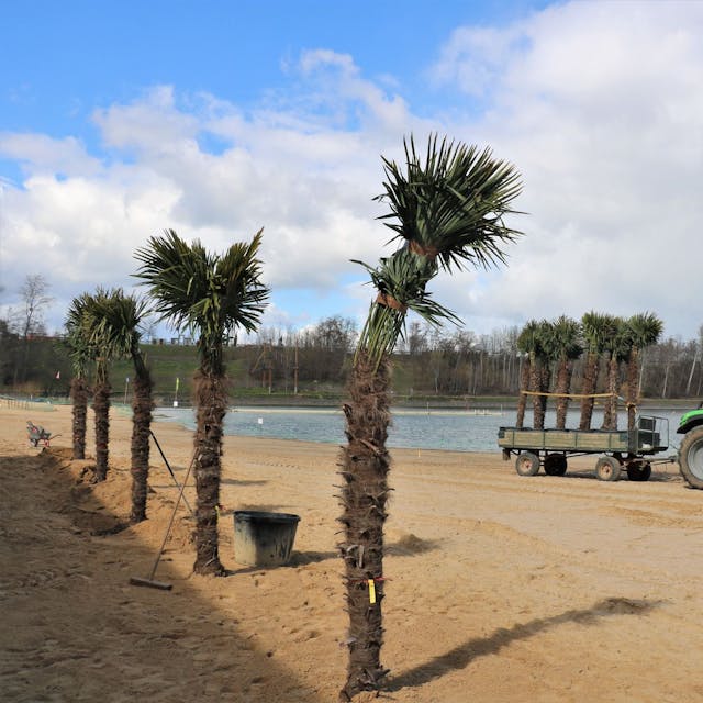 Eine Reihe von Palmen steht schon am sandigen Ufer des Zülpicher Sees. Ein Traktor mit einem Anhänger voller weiterer Palmen fährt vorbei.