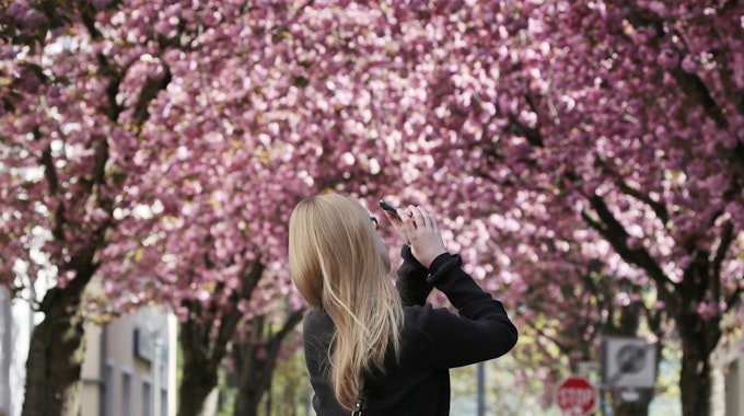 Eine junge Frau fotografiert die Bonner Kirschblüten.