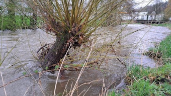 Ein Baum ist von Wasser des Flusses Sülz umflutet. Links und rechts sind die Ufer zu sehen, im Hintergrund einer Brücke.